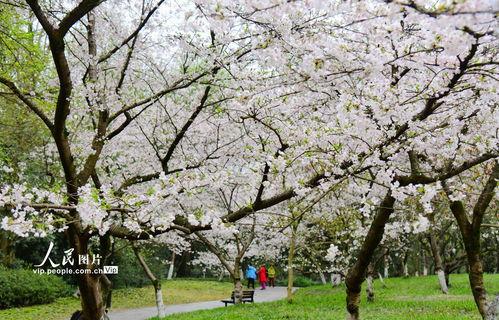 杭州樱花爆料事件视频最新,真相与争议交织 第3张 杭州樱花爆料事件视频最新,真相与争议交织 第3张